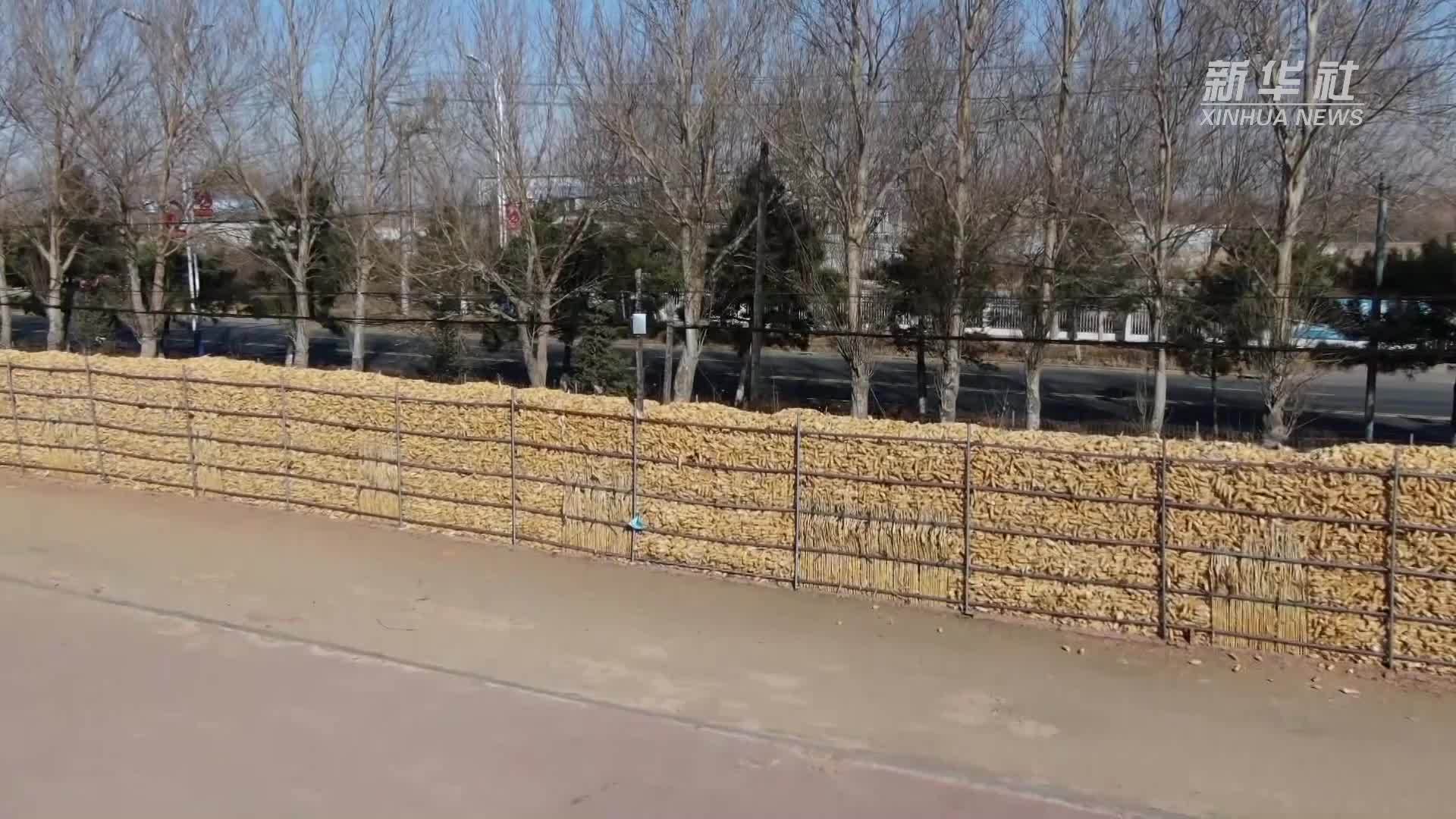 吉林梨树：科学储粮筑牢粮食安全防线