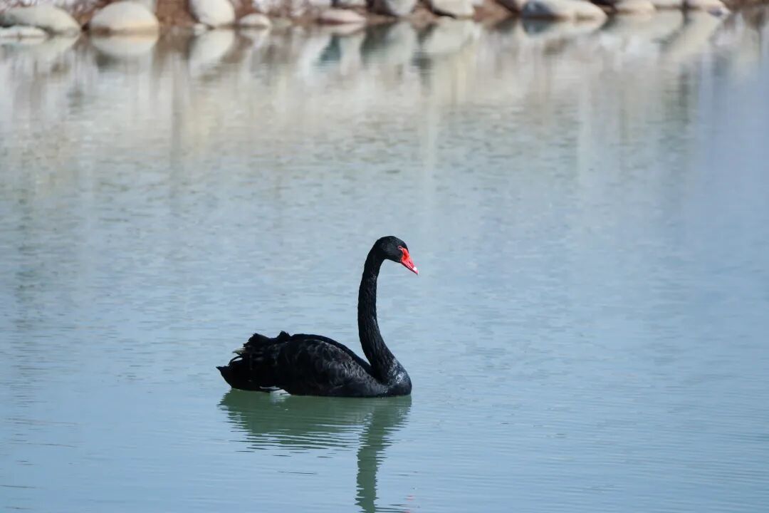 12月 来武威遇见现实版“疯狂动物城”