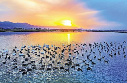 11月15日，候鸟在水面上栖息。