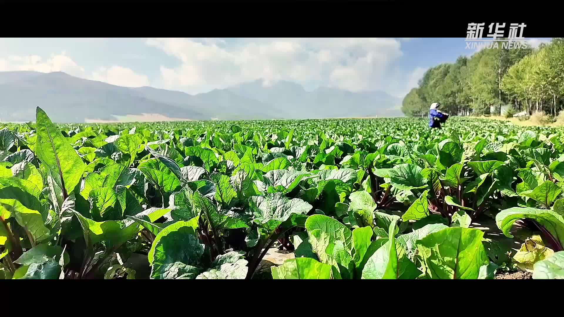 “高冷”经济看发展｜鲜行千里！高原冷凉蔬菜端上粤港澳餐桌