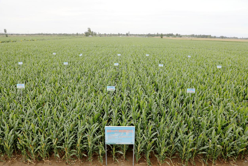 玩转寒旱特色农业闯“渔”乐圈 甘肃临泽解锁上分秘笈