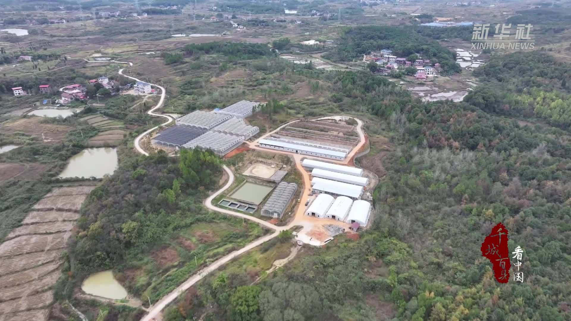 千城百县看中国｜湖南冷水滩：小菌菇创大效益