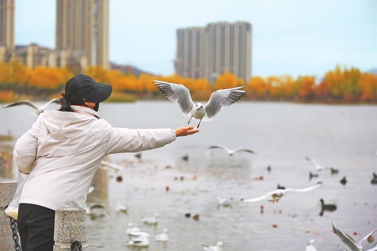 初冬时节，定西市民与候鸟互动。新甘肃&middot;甘肃日报通讯员　王克贤