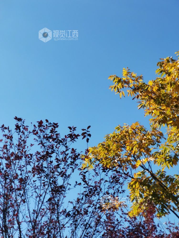 萍乡：冬日风景美如画（图）