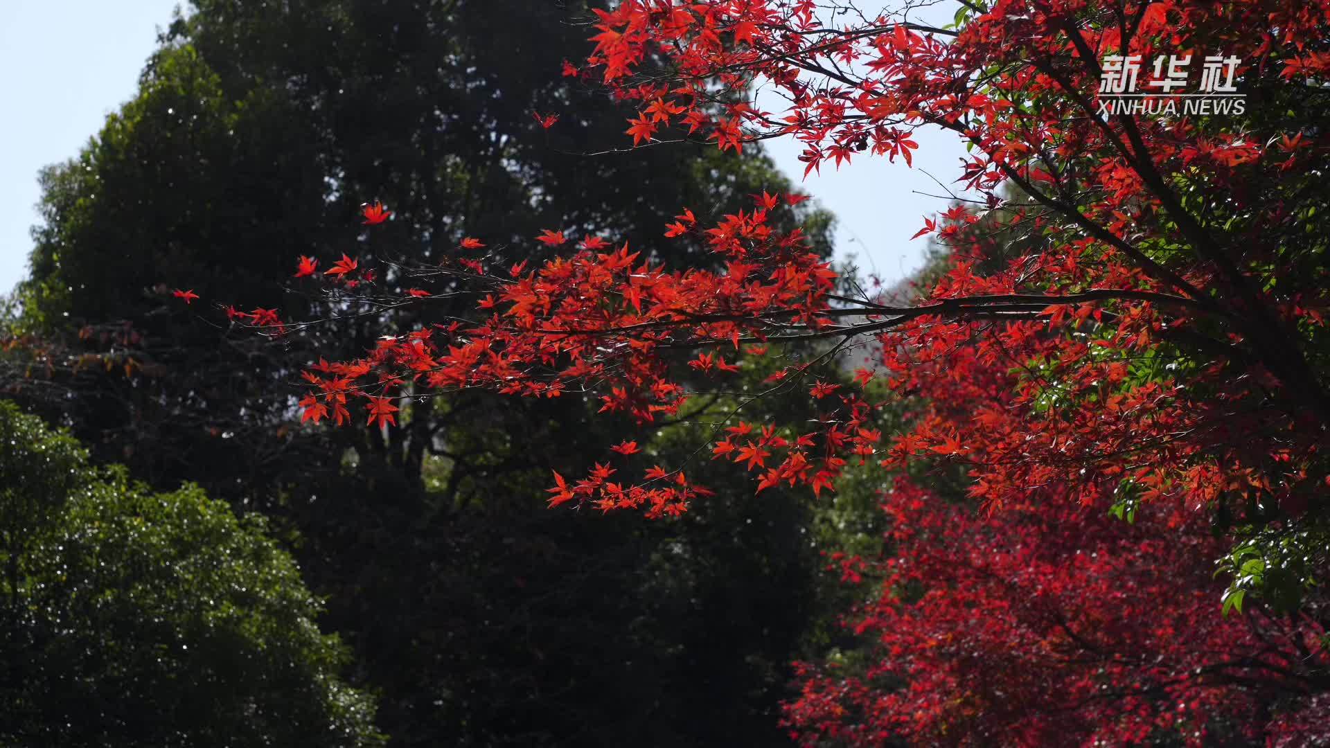 江西南昌：初冬彩色“森林海”