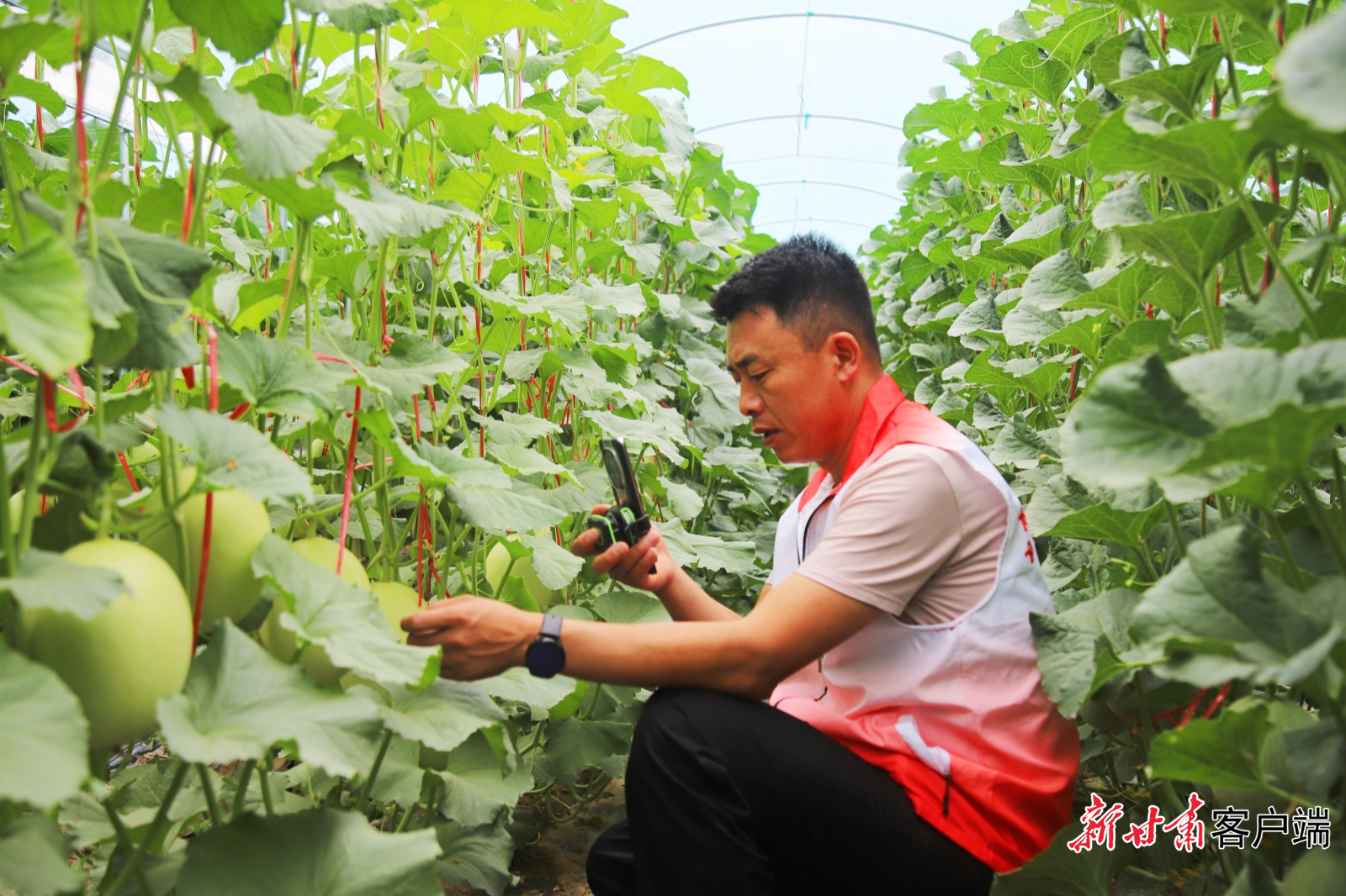 高台县“电商达人”殷占存在当地种植大户温室内开展助农直播(资料图)