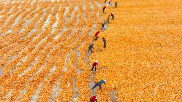 甘肃张掖：一粒玉米种子的“升值”之旅