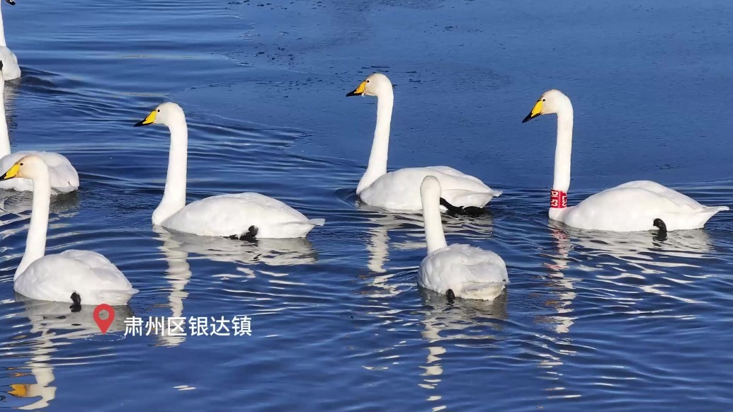 “天外飞仙”自带BGM演大片　甘肃肃州太好看“鸟”