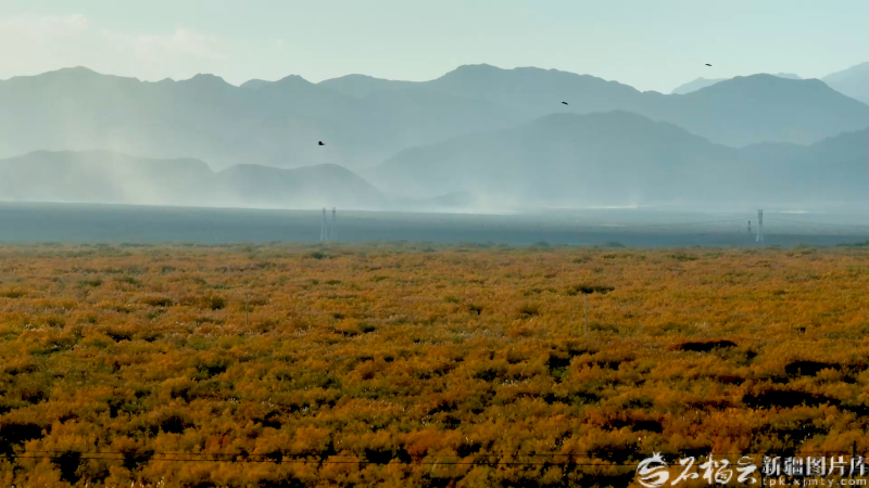 2025年10月，阿图什市哈拉峻乡百万亩红柳迎来最美时节。舒蕾 摄