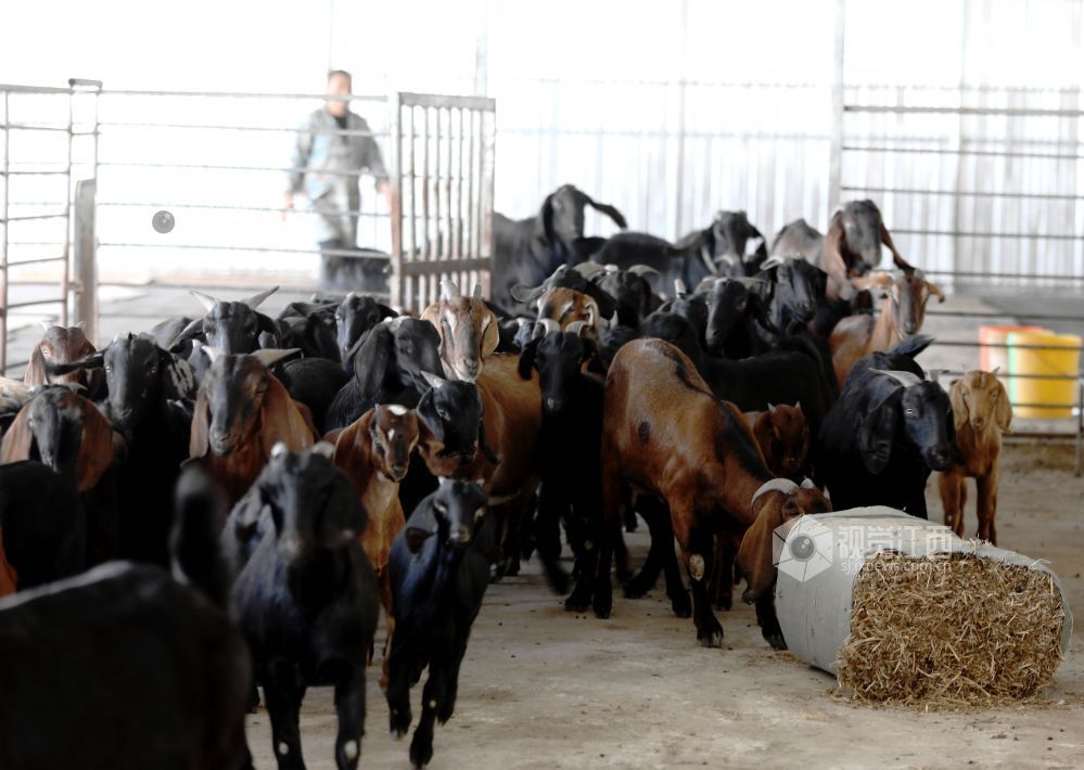 2025年11月30日,江西省分宜县杨桥镇观光村大马士革山羊养殖基地,养殖户在清理羊圈。