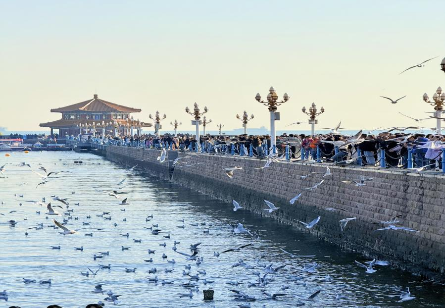 2025第二届青岛海鸥季“山海冬韵·鸥遇青岛——小小文旅推介官”竞赛评比活动正式启动