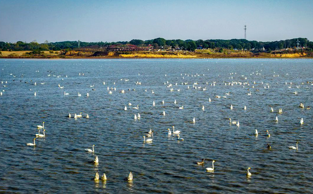 鄱湖鸟知多少？ 刘远庆摄