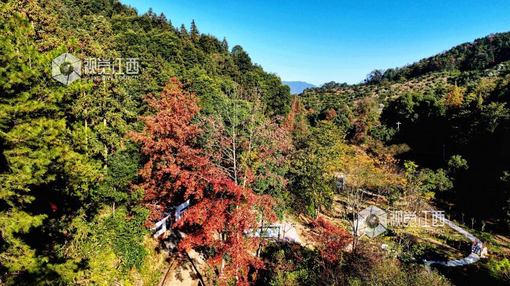 2025年11月29日，江西省分宜县山下实验林场小微湿地，在阳光的映照下，树木生机盎然、树叶色彩斑斓，与蓝天碧水共同构成一幅自然和谐的生态画卷。