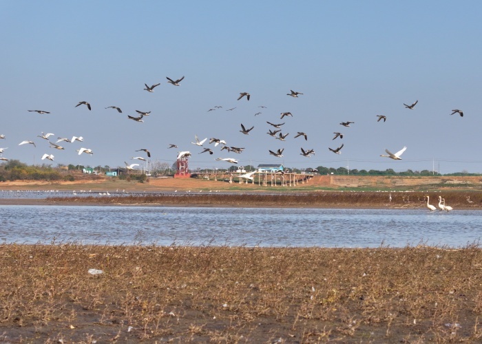冬日限定！进贤天鹅小镇化身 “候鸟乐园”