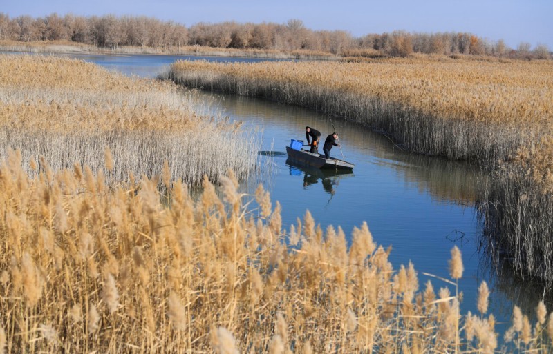 工作人员在策勒县沙海玉湖下网捕捞螃蟹。汤永 摄