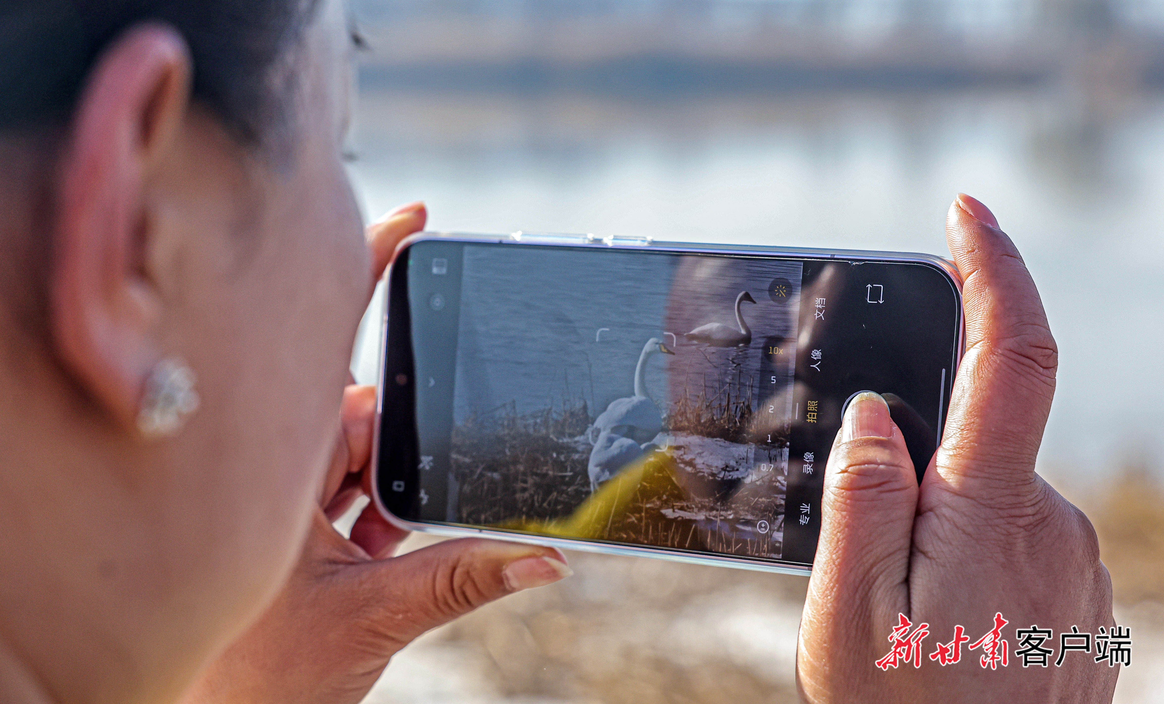 天鹅组团来兰过冬