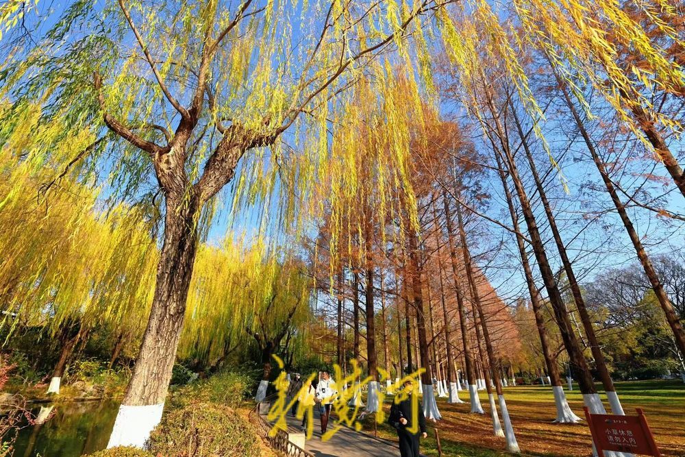 五龙潭水杉翠柳相映，红绿相间扮靓泉城冬日