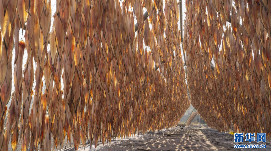 日照市岚山区安东卫街道的鱼干晾晒场景。新华网发(辛崇娟 摄)