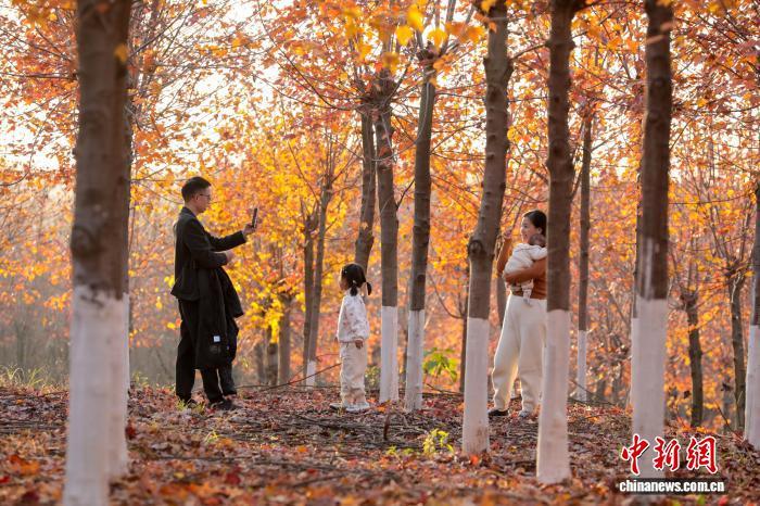 武汉江夏红枫林吸引游客观赏