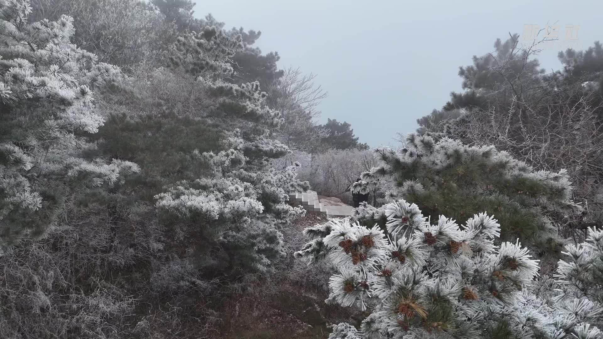 秀我中国｜山东鲁山迎来今冬首场雾凇景观