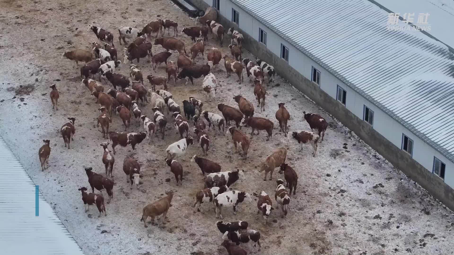 黑龙江绥滨：迎入冬最大降雪 精准护航畜牧生产