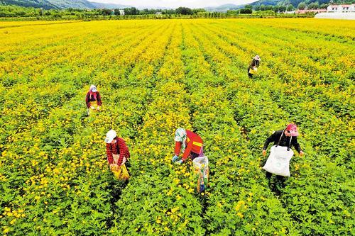 围场满族蒙古族自治县花农在采摘金莲花。