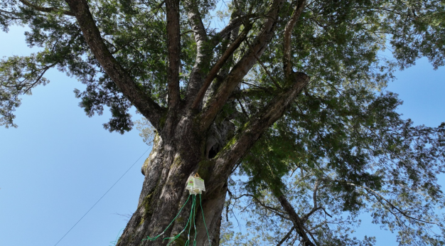 江西铜鼓:守护百万红豆杉 绘就生态富民好“丰”景