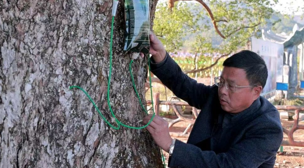 “树医”付清林为古树治病