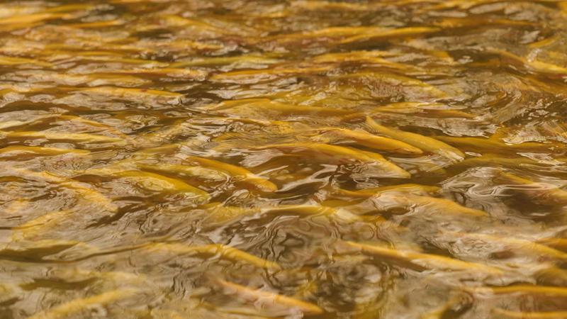 虾兵蟹将游出戈壁滩　甘肃临泽玩转“殖”富高端局