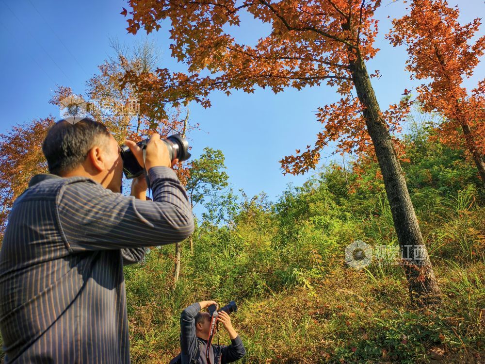 遂川县：冬韵浓时枫叶红（图）