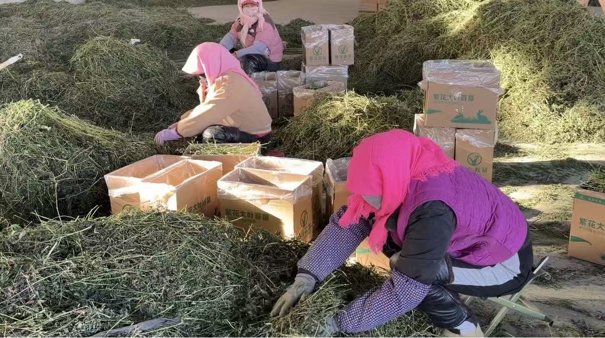 △工人们正在将烘干后的苜蓿装箱