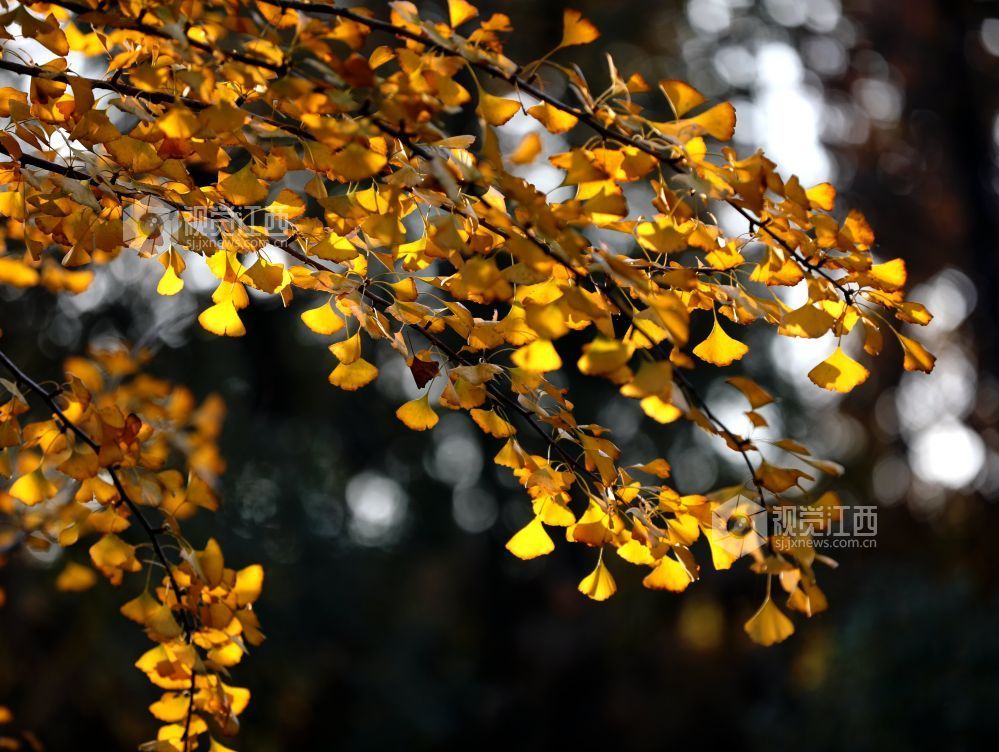 2025年12月6日，江西省分宜县钤山公园内，大小银杏树整齐排列，叶片在阳光的映照下闪烁着温暖的金色。慕名而来的游客和市民漫步其间，或驻足拍照，或与家人在落叶间嬉戏，尽享冬天的浪漫与惬意。