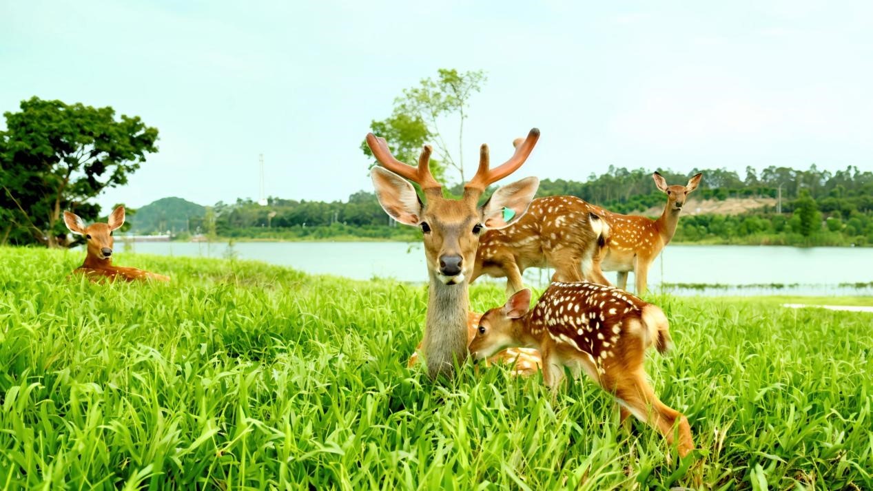萌宠当家，花海为伴！广州马岭植物园成亲子露营打卡新热点