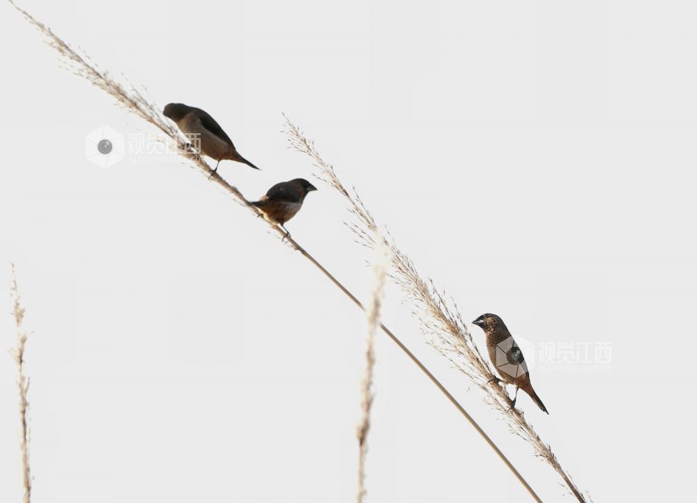 白腰文鸟时而欢快觅食，时而栖息枝娅间嬉戏，构成一幅和谐美丽的生态画卷。