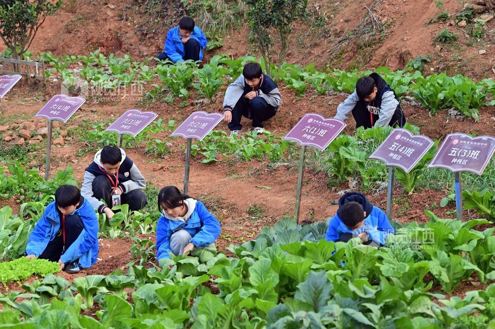 2025年12月10日，江西省宜春市万载县康乐实验学校的学生们在学校劳动教育实践基地劳作，让学生体会劳动之美。
