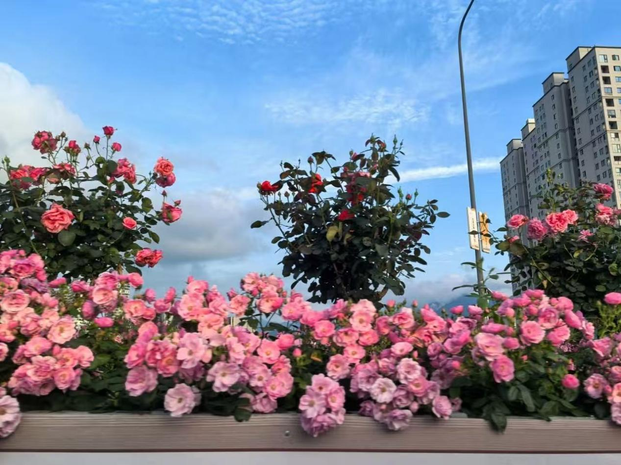 郭塘村打造的月季花廊