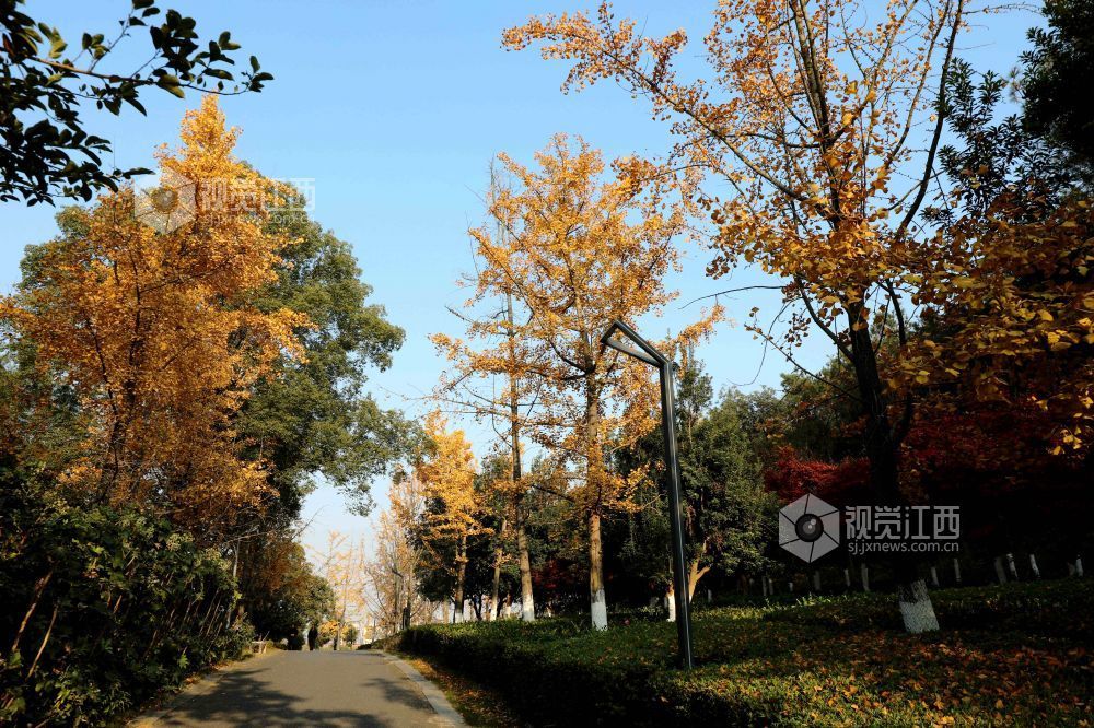2025年12月6日，江西省分宜县钤山公园内，大小银杏树整齐排列，叶片在阳光的映照下闪烁着温暖的金色。慕名而来的游客和市民漫步其间，或驻足拍照，或与家人在落叶间嬉戏，尽享冬天的浪漫与惬意。