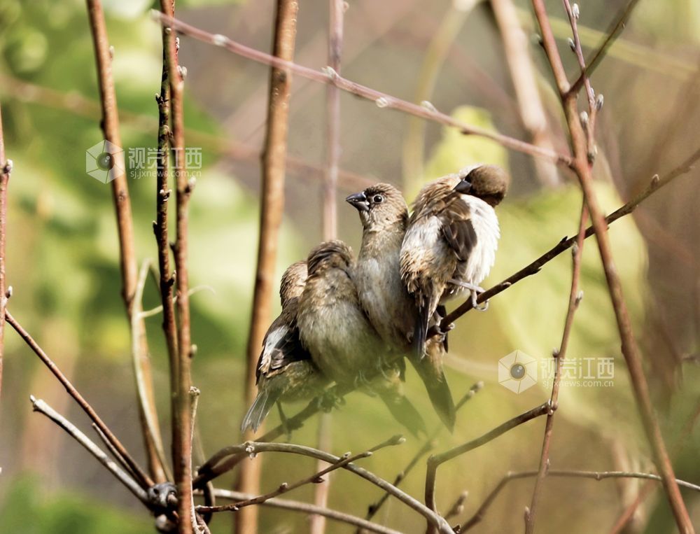 白腰文鸟时而欢快觅食，时而栖息枝娅间嬉戏，构成一幅和谐美丽的生态画卷。