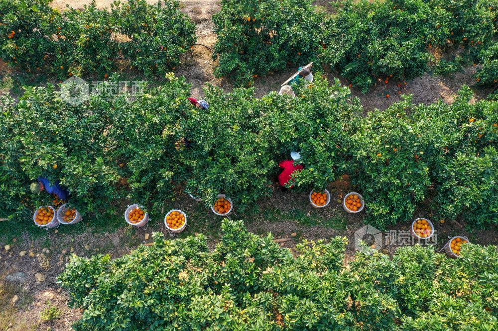 12月8日，江西省遂川县泉江镇大桥村“聚满源”农林综合生态园里， 农民在脐橙基地采摘脐橙。