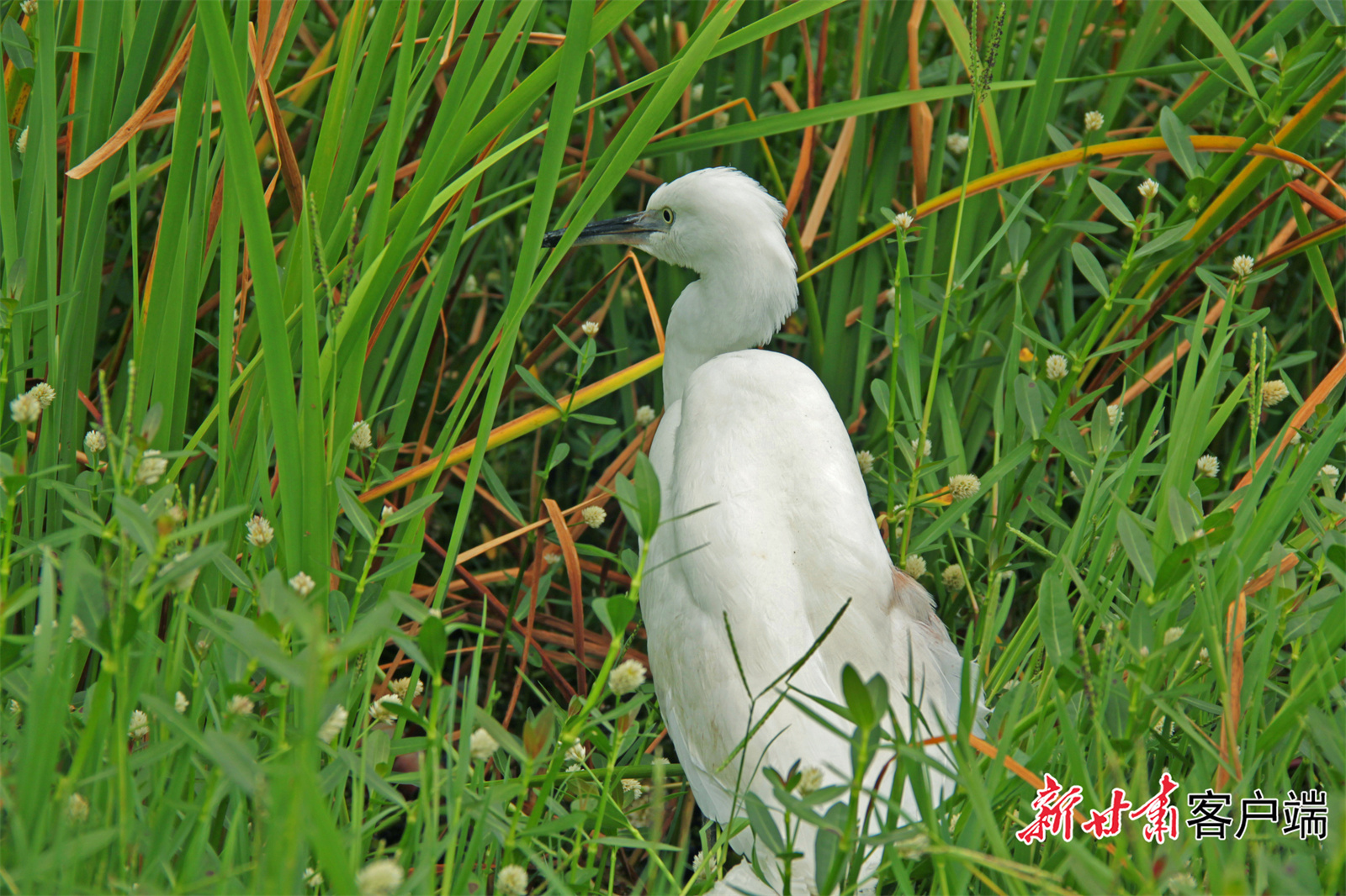 大熊猫国家公园甘肃片区出现的白鹭　新甘肃&middot;甘肃日报通讯员　王钧亮　摄