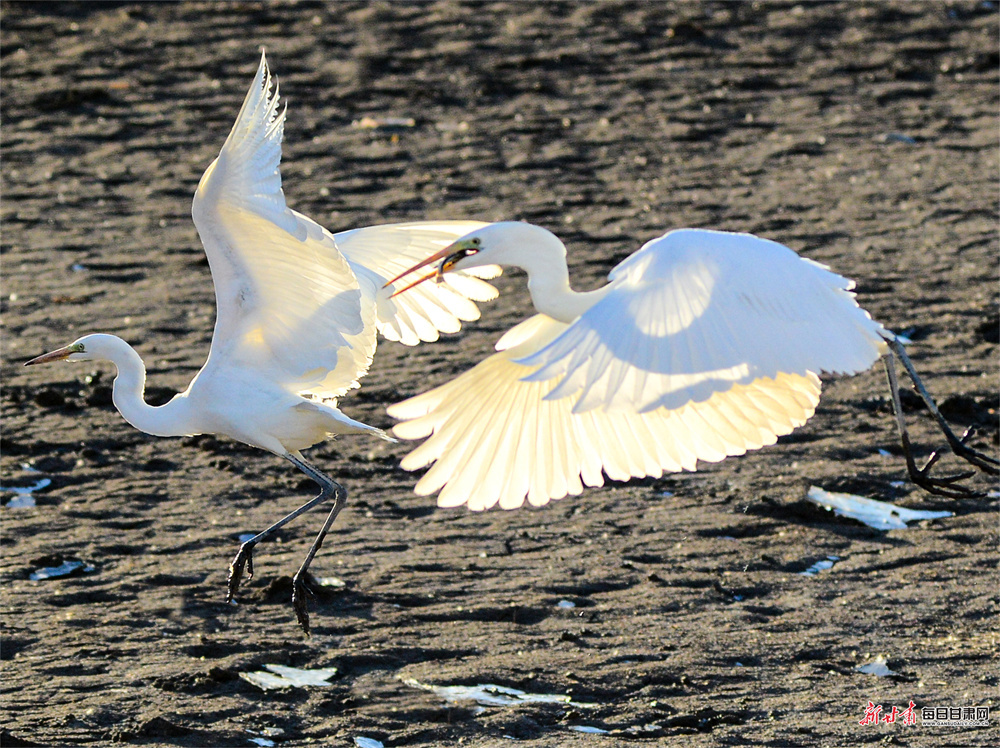 敦煌:白鹭党河边迎风舞