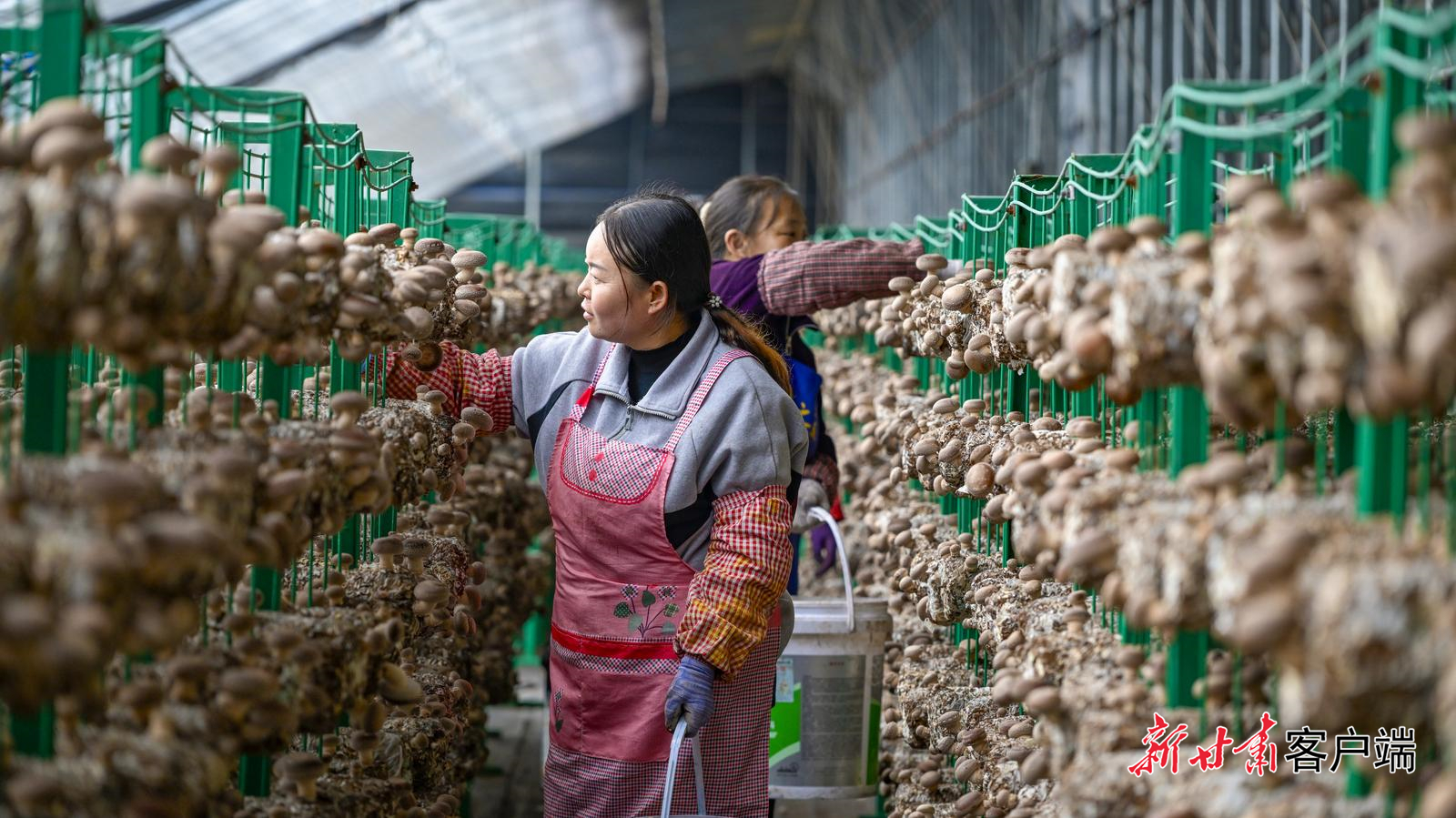 西岔镇新盛村的香菇大棚