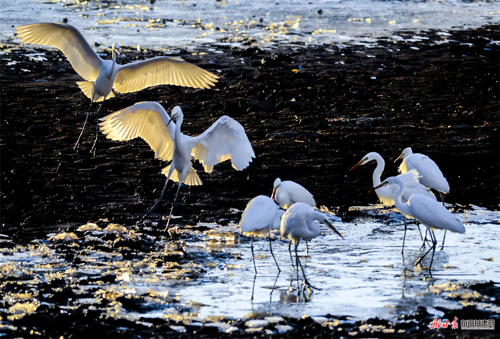 敦煌:白鹭党河边迎风舞