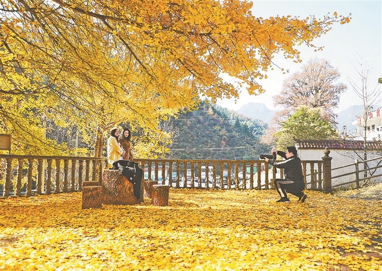 横峰县：古银杏迎来最佳观赏期（图）