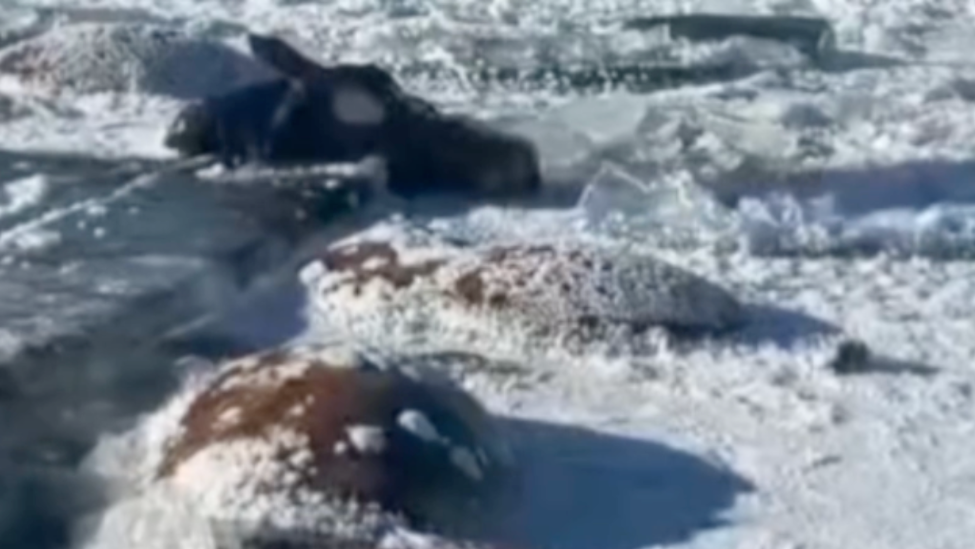 黑龙江一水库冰面下发现13匹冰冻马，马主：扎堆喝水落水淹死，损失30多万属实无奈