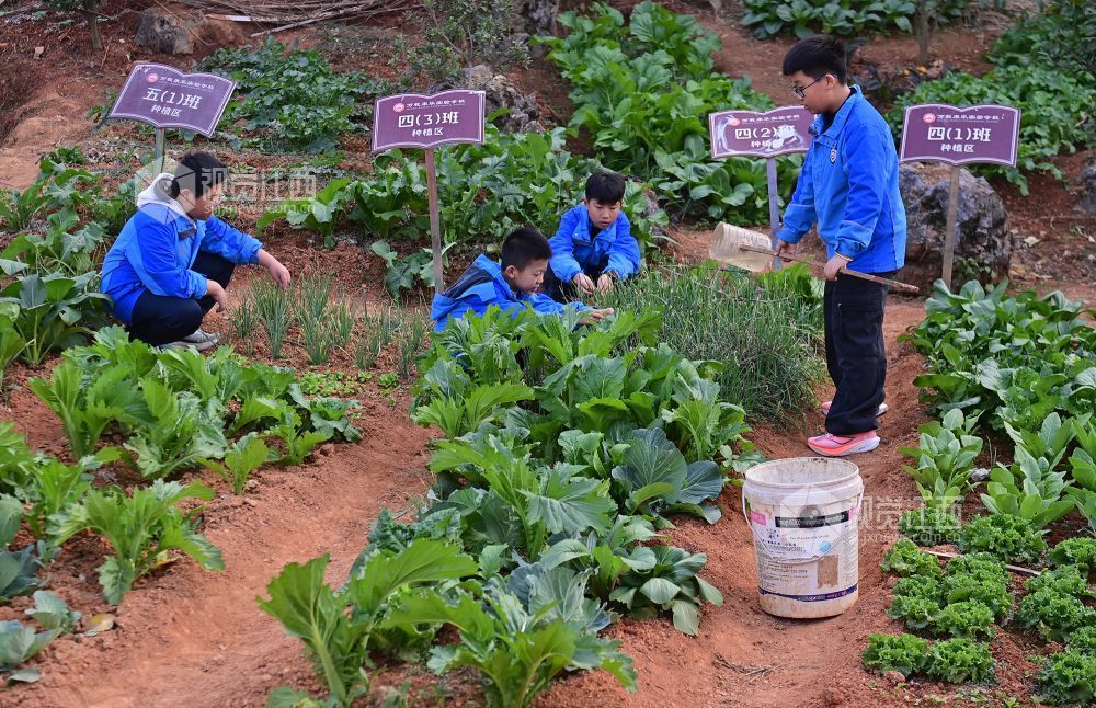 2025年12月10日，江西省宜春市万载县康乐实验学校的学生们在学校劳动教育实践基地劳作，让学生体会劳动之美。