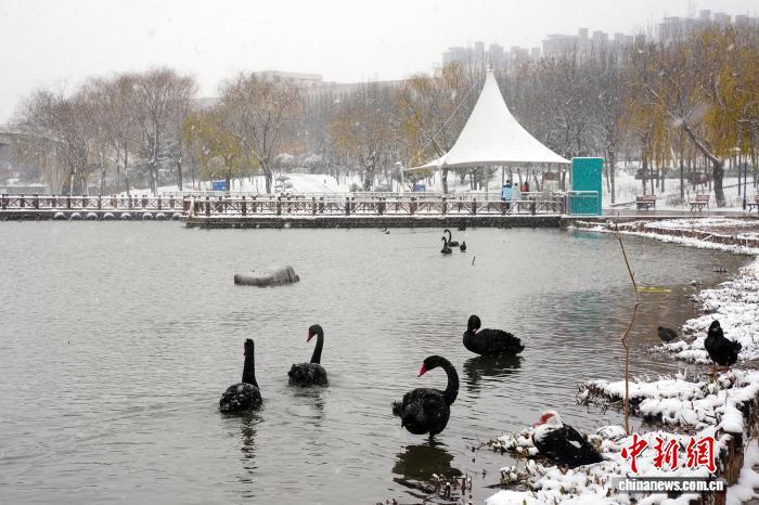 图为峰峰矿区清泉公园内,天鹅在雪中的湖面上栖息。李栋 摄