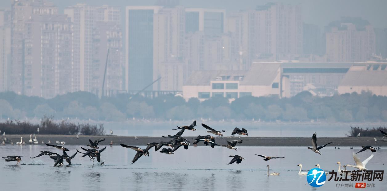 九江八里湖湿地迎来候鸟迁徙盛景 大雁与东方白鹳共舞生态画卷