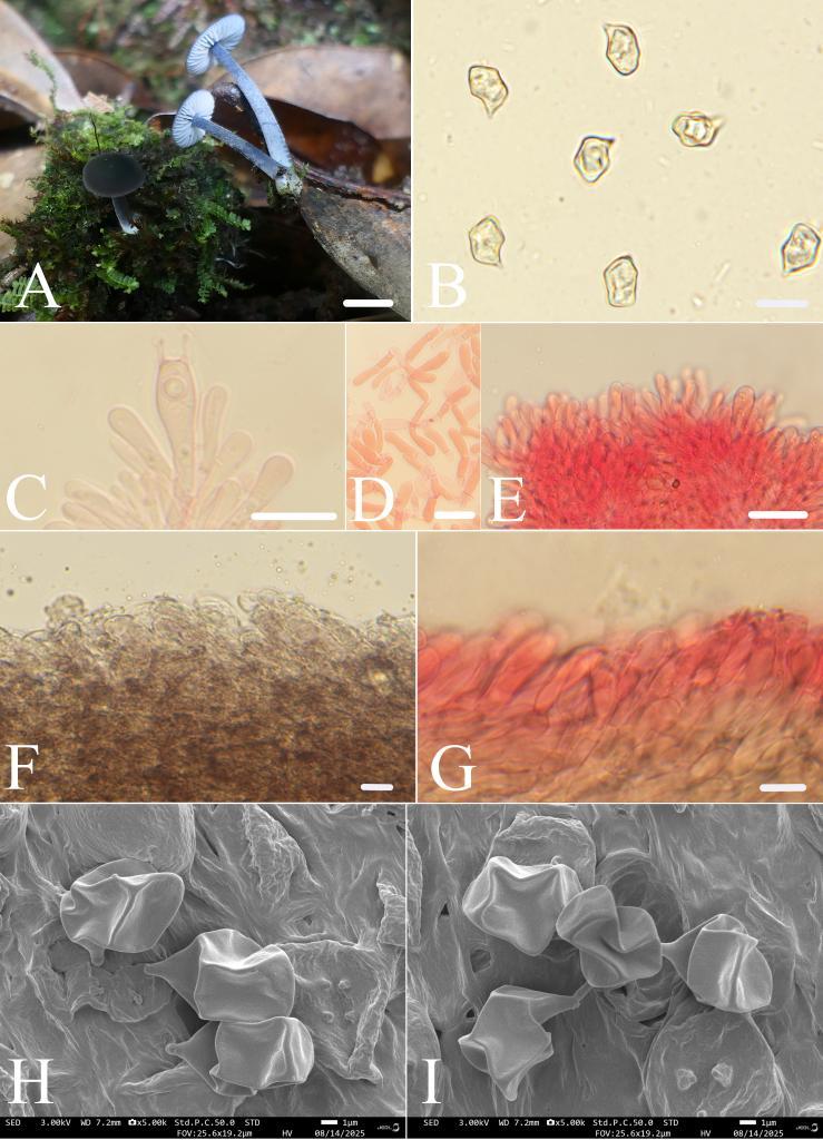 图为青鸾粉褶菌。新华社发