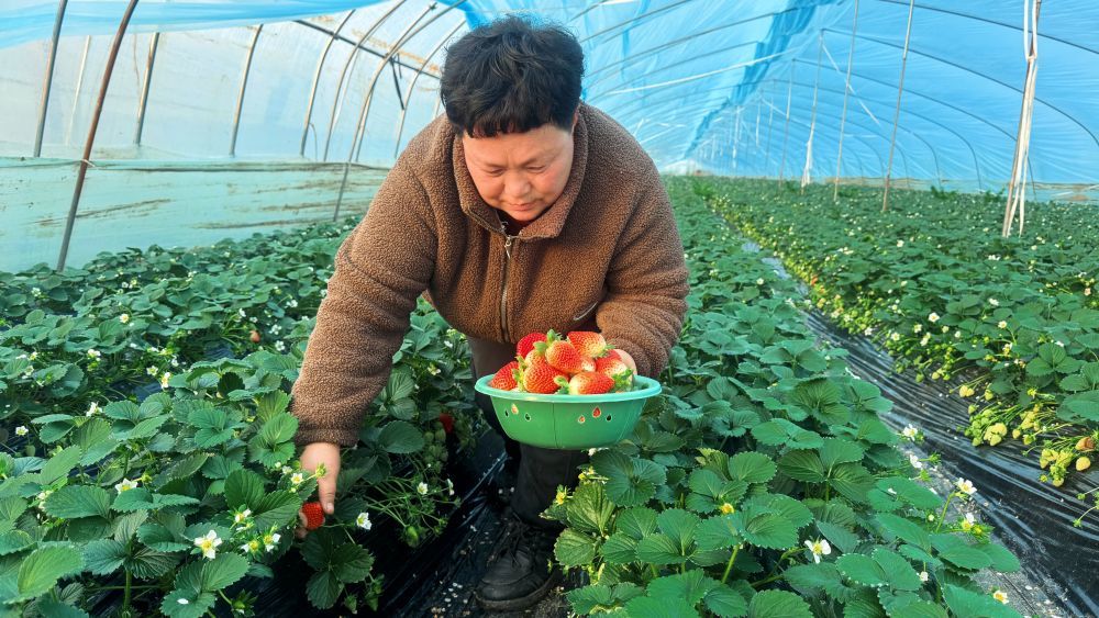 圖為一名種植戶正在大棚內(nèi)采摘新鮮草莓 席彥兵攝